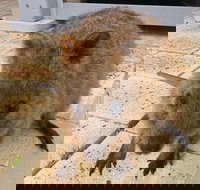 Wave Rock Pinnacles and Rottnest One Day Aeroplane Tour - Tourism Caloundra