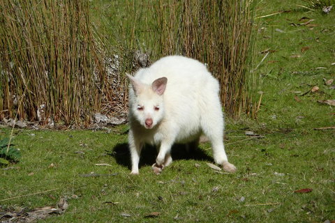 7-Day Super Value Tour Of Tasmania: Explore Tasmania's West And East Coasts - Tourism Caloundra 1