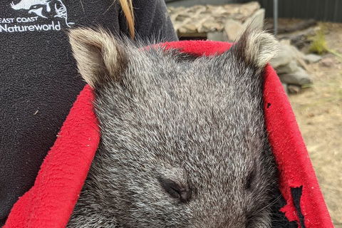 2-Day Tas East Coast Escape Tour Including Bay Of Fires, Wineglass Bay & Devils - Tourism Caloundra 3