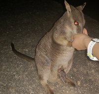 Private Tour to Paronella Park Historic Village Herberton and wild life Wallaby - Tourism Caloundra
