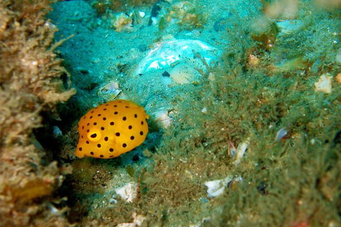Wave Break Island Scuba Diving On The Gold Coast - Tourism Caloundra 3