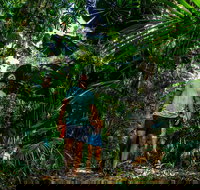 Full Day Daintree Rainforest and Mossman Gorge Tour - Tourism Caloundra