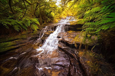 Fully Inclusive Blue Mountains Private Tour Inc Scenic World & Featherdale Entry - Tourism Caloundra 3