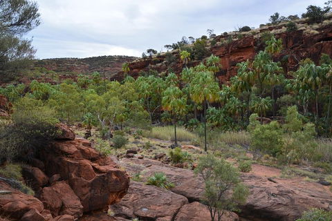 Palm Valley And Hermannsburg 1 Day 4WD Tour - Tourism Caloundra 4