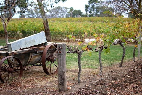 Maggie Beer Farm - Barossa Valley Regional Tour - Tourism Caloundra 1