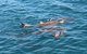 Roebuck Bay Snubfin Dolphin Cruise - thumb 0