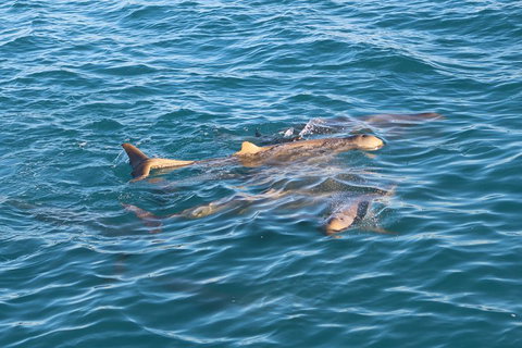 Roebuck Bay Snubfin Dolphin Cruise - Tourism Caloundra 0