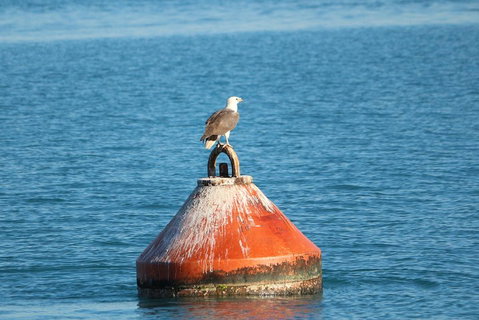 Roebuck Bay Snubfin Dolphin Cruise - Tourism Caloundra 1