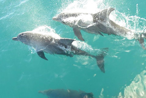 Roebuck Bay Snubfin Dolphin Cruise - Tourism Caloundra 2