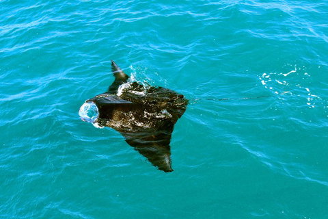 Roebuck Bay Snubfin Dolphin Cruise - Tourism Caloundra 5