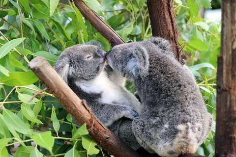 Classic Kuranda By Skyrail And Scenic Railway Including Rainforestation, Koala And Wildlife Park And Pamagirri Aboriginal Experi - Tourism Caloundra 3