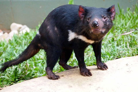 Kuranda Highlights Including Rainforestation Aboriginal Culture And Wildlife - Tourism Caloundra 3
