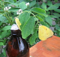 Australian Butterfly Sanctuary- Virtual Interactive Tour With Private Guide - Tourism Caloundra