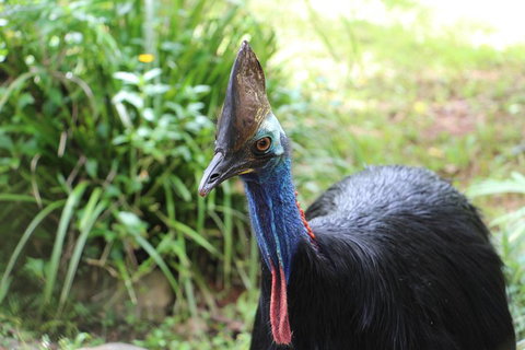 Kuranda Rainforestation Nature Park Ticket (BNP) - Tourism Caloundra 3