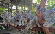 Kuranda Rainforestation Nature Park Ticket (BNP) - thumb 4
