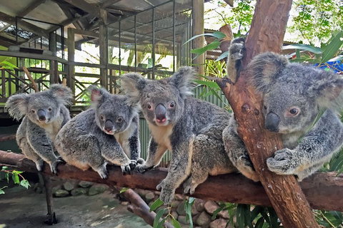 Kuranda Rainforestation Nature Park Ticket (BNP) - Tourism Caloundra 4