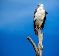 Kangaroo Island 75-Minute Ocean Safari - Tourism Caloundra