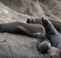 Kangaroo Island Ocean Safari - Snorkeling Safari - Tourism Caloundra