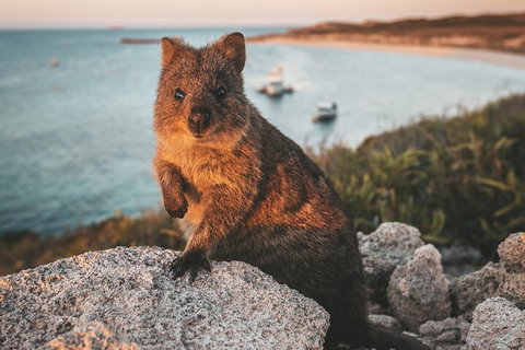 Rottnest Island Roundtrip Fast Ferry From Hillarys Boat Harbour - Tourism Caloundra 5