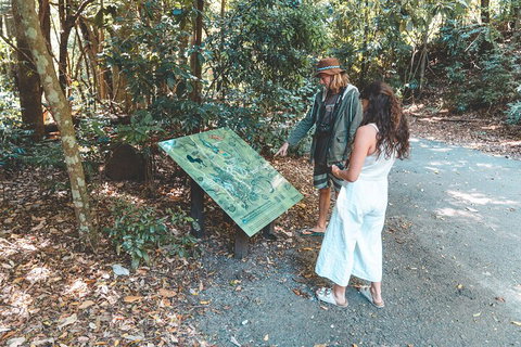Springbrook AndTamborine Rainforest Tour Incl Natural Bridge And Glow Worm Cave - Tourism Caloundra 5