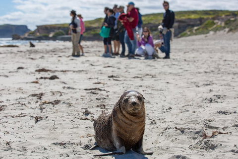 Kangaroo Island In A Day Tour From Adelaide - Tourism Caloundra 0