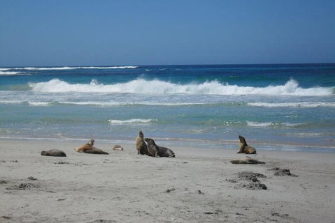 Kangaroo Island In A Day Tour From Adelaide - Tourism Caloundra 1