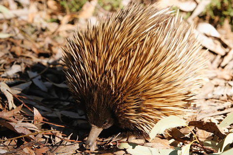 Kangaroo Island In A Day Tour From Adelaide - Tourism Caloundra 2