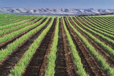 Small Group McLaren Vale And The Cube Experience - Tourism Caloundra 4