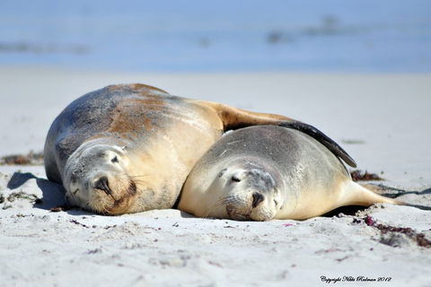 NEW TOUR - Kangaroo Island Road To Recovery Tour (1 Day/1 Night) - Tourism Caloundra 1