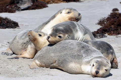 Small-Group Kangaroo Island 4WD Tour From Adelaide - Tourism Caloundra 1