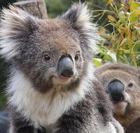Kuranda Koala Gardens and Birdworld Admission Tickets - Tourism Caloundra