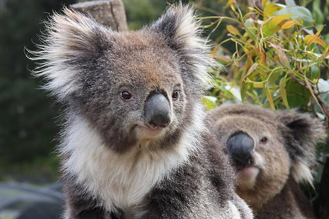 Kuranda Koala Gardens And Birdworld Admission Tickets - Tourism Caloundra 0