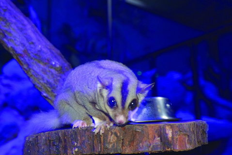 Kuranda Koala Gardens And Birdworld Admission Tickets - Tourism Caloundra 1
