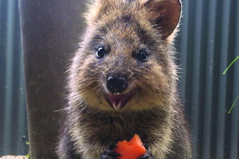 Kuranda Koala Gardens And Birdworld Admission Tickets - Tourism Caloundra 2