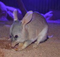 Kuranda Wildlife Experience Three Attraction Pass - Tourism Caloundra