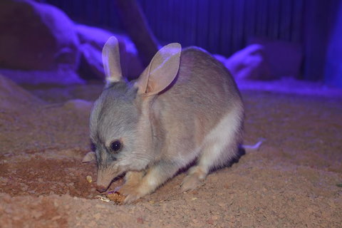 Kuranda Wildlife Experience Three Attraction Pass - Tourism Caloundra 0