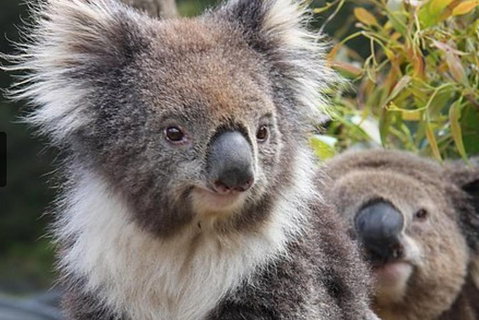 Kuranda Koala Gardens General Entry Ticket - Tourism Caloundra 1