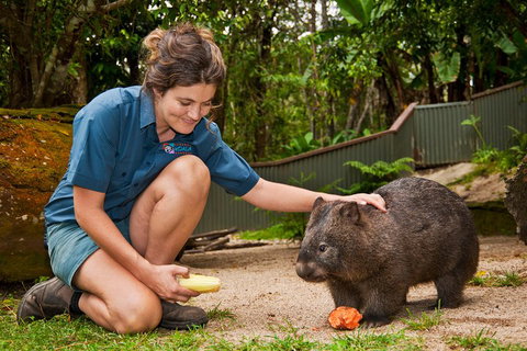 Kuranda Koala Gardens General Entry Ticket - Tourism Caloundra 4