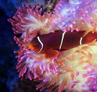 Cairns Aquarium by Twilight with 3-Course Dinner - Tourism Caloundra
