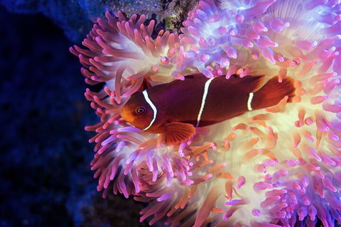 Cairns Aquarium By Twilight With 3-Course Dinner - Tourism Caloundra 0