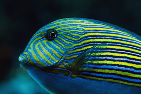 Cairns Aquarium By Twilight With 3-Course Dinner - Tourism Caloundra 5