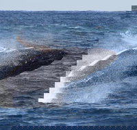 Whale Watching by Sea World Cruises - Tourism Caloundra