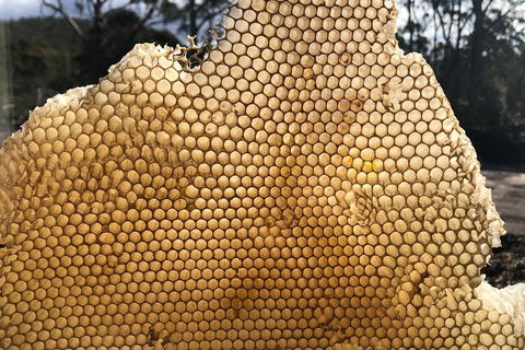 Bruny Island Day Tour, Includes Lunch And Exclusive Lighthouse Tour - Tourism Caloundra 1