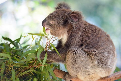 Blue Mountains Private Tour With Kangaroos & Koala Encounter - Tourism Caloundra 0