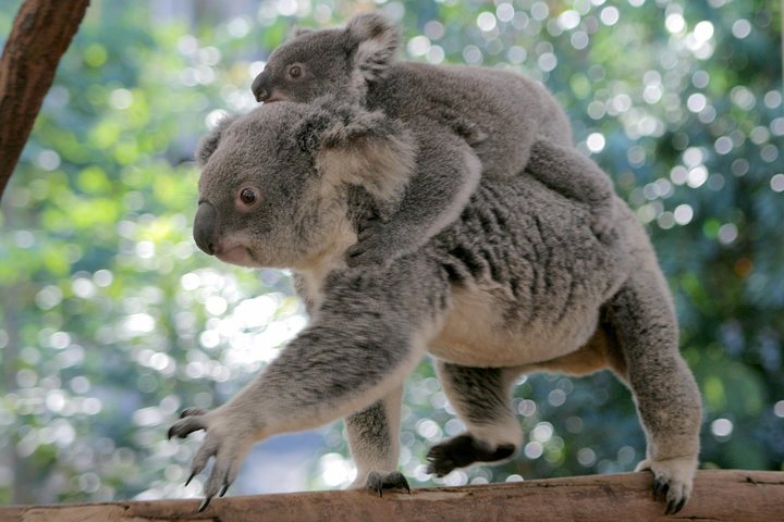 Brisbane QLD Tourism Caloundra