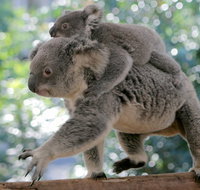 Lone Pine Koala Sanctuary Admission with Brisbane River Cruise - Tourism Caloundra