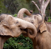 Melbourne Zoo General Entry Ticket - Tourism Caloundra