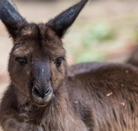 Australian Wildlife Tour at Melbourne Zoo Ticket - Tourism Caloundra