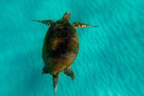2-Day Moreton Island Tour From Brisbane Or Gold Coast With Optional Nighttime Kayaking - Tourism Caloundra 5