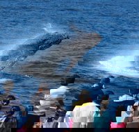 Tangalooma Island Resort Whale Watching Day Cruise - Tourism Caloundra